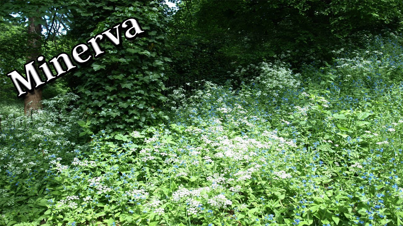 Minerva - Roman Mythology and Religion