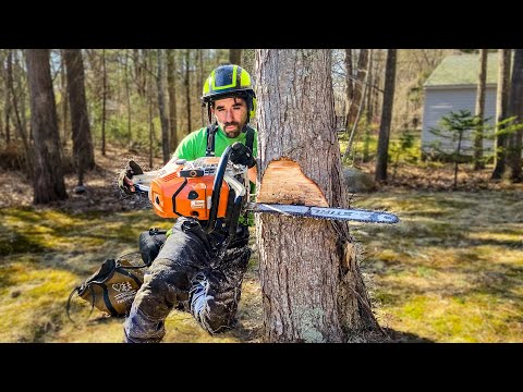 , title : 'HOW TO AIM A TREE | Tree Felling Tutorial'