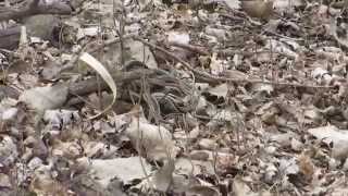 Common Garter Snake mating ball part 1