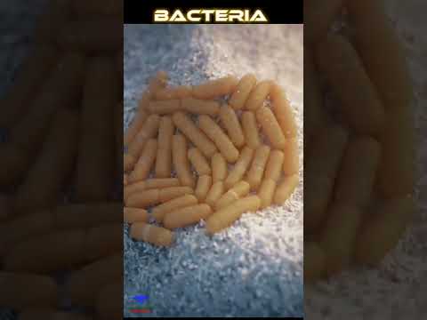 Bacteria 🦠 Animation ...