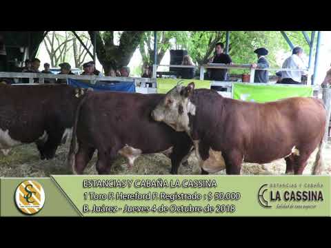 04-10-18 Venta de Toros P. Hereford P.R. - Estancias y Cabaña La Cassina - Benito Juárez