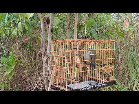 Trinca ferro javali em aurora do para 