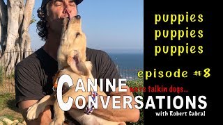 Puppy Questions, Puppy Training - Canine Conversations Episode 8 - Everything Puppies