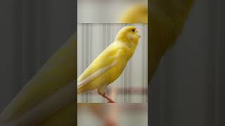 Download lagu Kenari Gacor Panjang Full Isian Mewah - 26 #kenari #kenarigacor #kenarigacorpanjang mp3