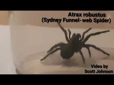 Sydney funnel web spider ( Atrax robustus )