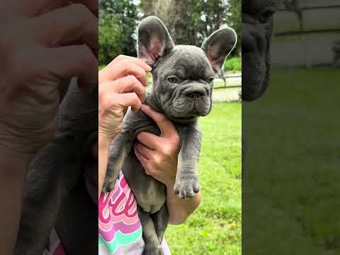 Video 1
