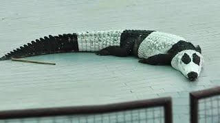 It&#39;s Hard To Believe This Thing Is Real...