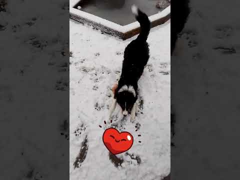 Mochi hat Spaß mit Herrchen 🤗❤️ 🥹🥹🥹🥹