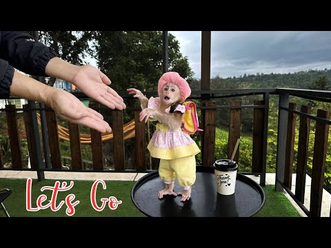 Baby monkey Kyo: Dad, let's go - Exciting trip!