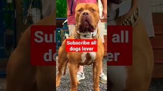 पिटबुल||pitbull Dog lover status||pitbull WhatsApp status||Dog #pitbull #pitbulldogvideo #dog