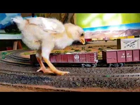 Vagão ração? pois é.. Aqui existe!!