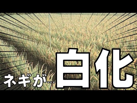 クリハモグリバエ - 定義
