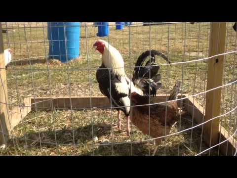 Frost Grey over Madigan Claret