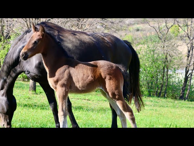 Filly Selle Français For sale 2025 Bay