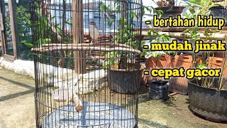 Download lagu ADA 3 HAL PENTING cara merawat ciblek sawah ombyokan agar tidak mudah MATI , JINAK & GACOR mp3