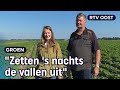 Boeren Zwanet en Harm tellen met speciale emmers vlinders | RTV Oost