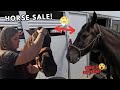 Specialty Missouri TRAIL HORSE SALE YOU DON T WANT TO MISS THIS