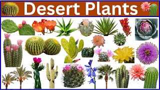 100 Desert Plant Names You Need to Know!