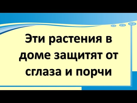 , title : 'Эти растения в доме защитят от сглаза и порчи'