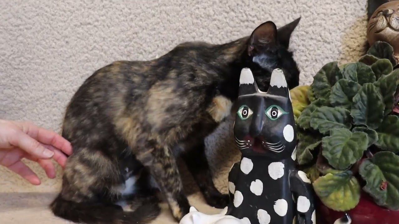 Enlarge Miney, a Adoptable Calico in Windsor, CT video 5/5