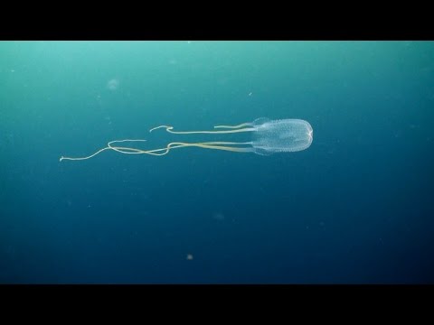 download lagu mp3 mp4 Medusa Animal Venenoso, download lagu Medusa Animal Venenoso gratis, unduh video klip Medusa Animal Venenoso