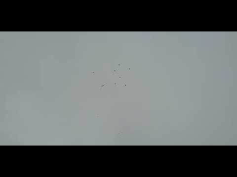 Serbian Highflyers out before wind and bad weather hit #srpskivisokoletaci #pigeons #birds