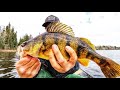 Video Thumbnail for Biggest perch I ever caught! 
