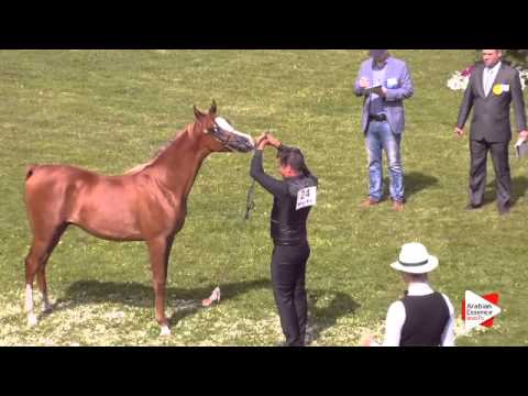N.24 SATARIQUE B.A. - Ströhen 2015 C-Show - Yearling Colts (Class 4)