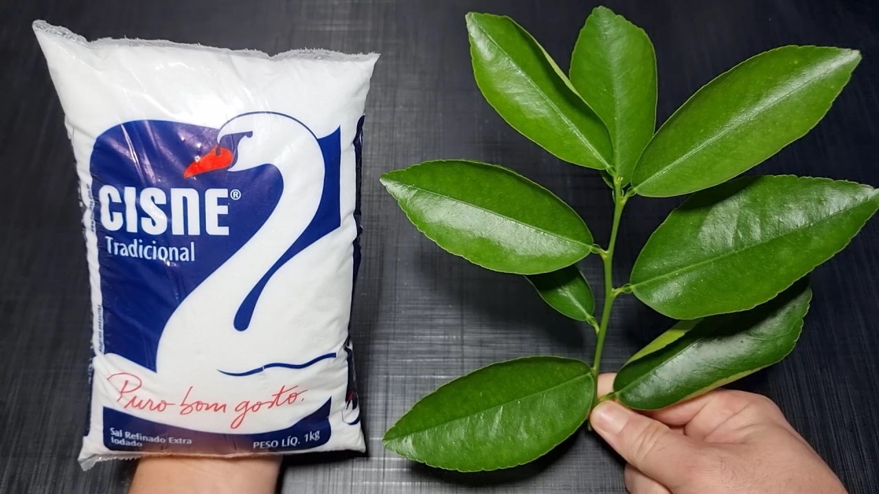 É só bater SAL com FOLHA DE LIMÃO e não precisa mais comprar no mercado