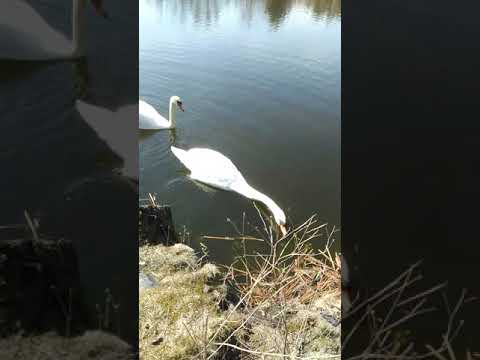 Kleiner Filzteich Erzgebirge