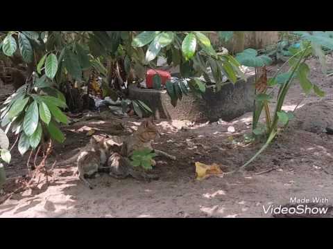 Father cat , mother cat , baby cats and Vaishnavi