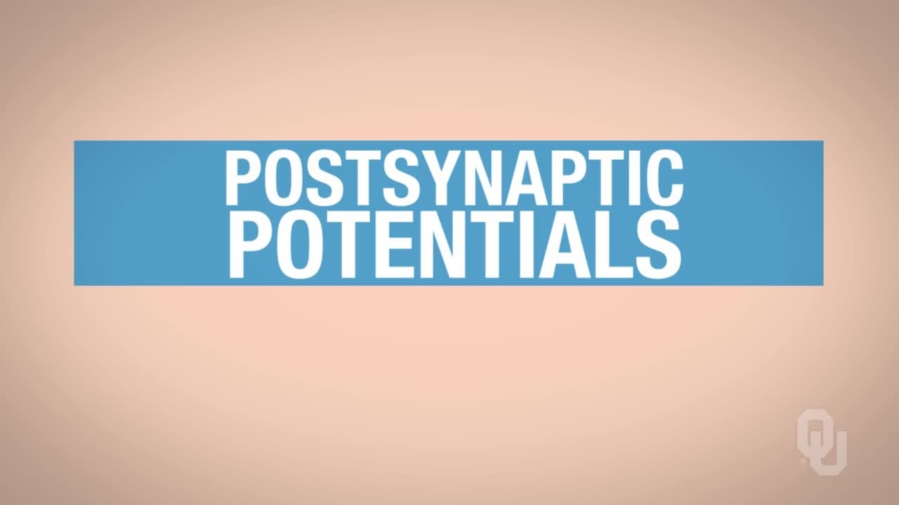 Human Physiology - Excitatory Postsynaptic Potentials