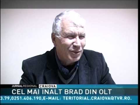 cel mai inalt brad din olt