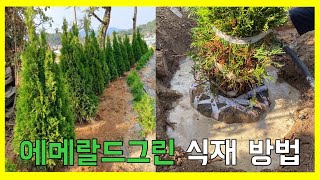에메랄드그린 식재 방법!!