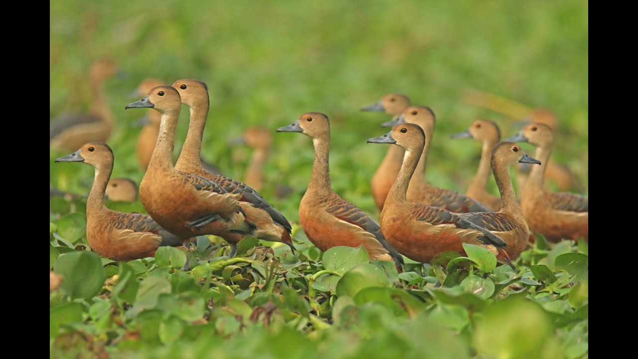 Lesser whistling duck neonates rescued and reunited with parents.