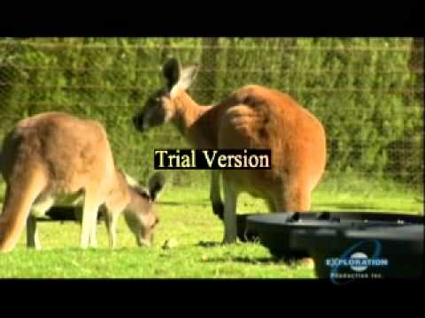 The Smell of Fear: Predator Scent Infuence on Prey