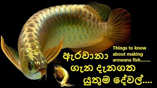 Arowana fish(lucky fish)in sinhala.