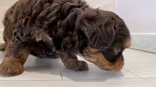 ハーフ犬の動画01