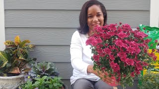 Make Your Chrysanthemums Bloom Every Year In Containers