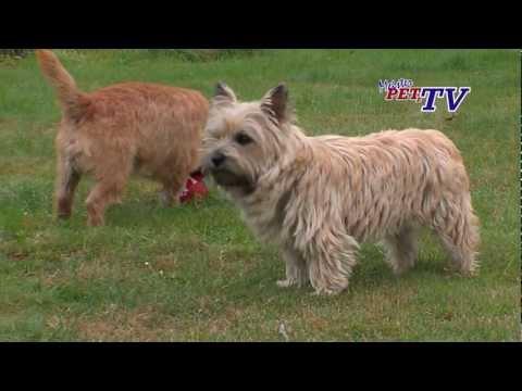 Cairn Terrier: Informationen zur Rasse