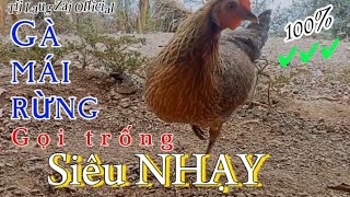 Download lagu Tiếng gà mái rừng kêu gọi trống nhanh nhất 2024 || Poj qaib seev zoo dib tuaj 100%✔✔ mp3
