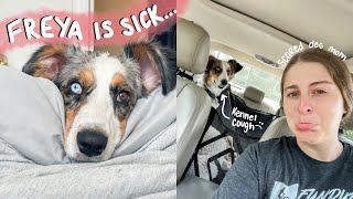 My Puppy is Sick with Kennel Cough...worried dog mom & vet trips