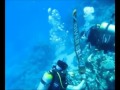 22.07.2012 Video und Diashow Sinai Divers Sharm el Sheikh, Sinai Divers, Na'ama Bay, Sharm el Sheikh, Ägypten, Sinai-Süd bis Nabq