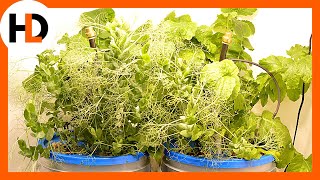 Hydroponics: How Often Should You Water?