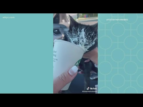 YouTube video about: Can cats have a pup cup from starbucks?