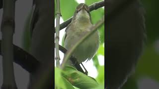 Download lagu kicauan istimewa BURUNG CIKRAK BAMBU di alam liar #burung #alam #shorts mp3