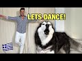 Teaching My Husky How To Dance SHE GOES CRAZY