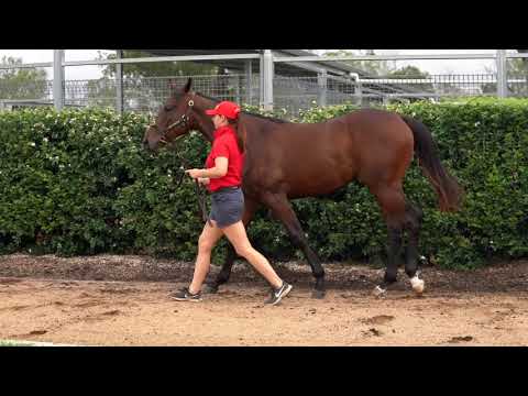 MMGC 2021 - Lot 537 American Pharoah x Mexican Rose - C