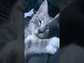 Kitten Sleeping Xxx