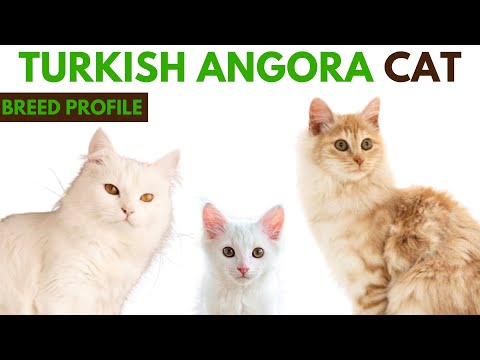 Turkish Angora Cat Breed Profile History - Traits - Price - Turkish Angora Cat Grooming Needs